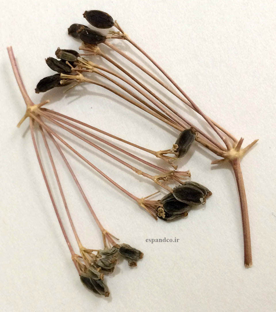  Smyrnium cordifolium seed 